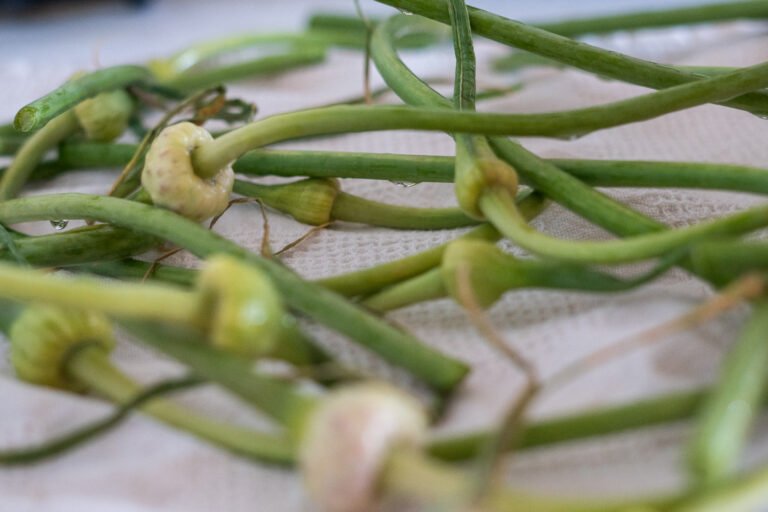 Garlic Scapes